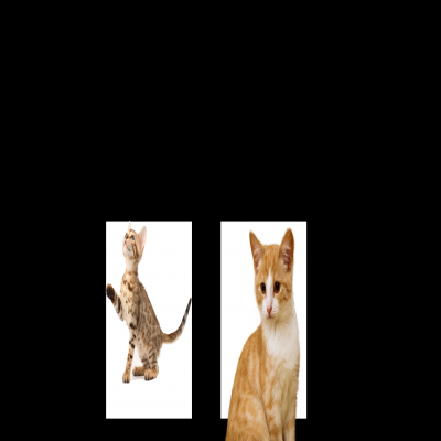 [TA] cat mewwww