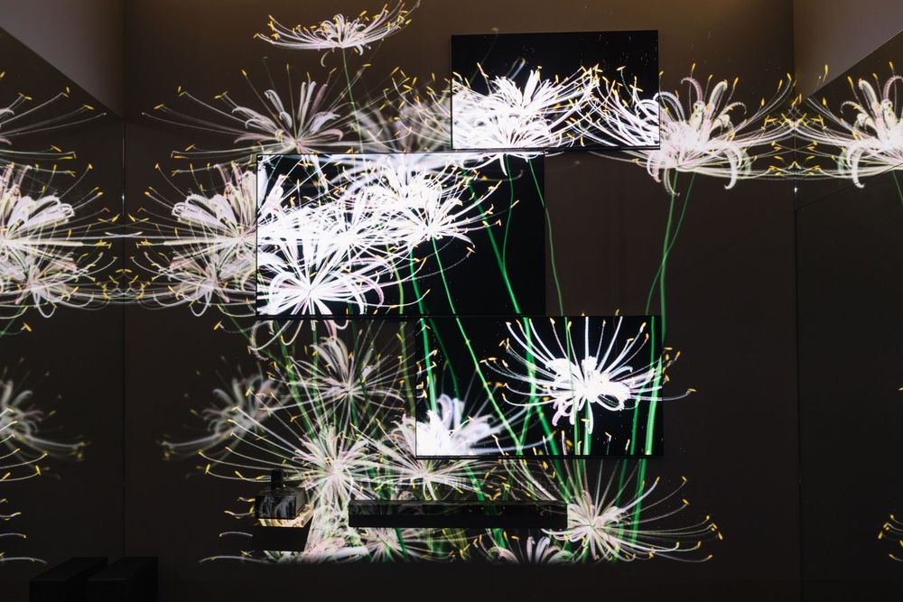 LG Eternal Floral Realm — exhibition view 8