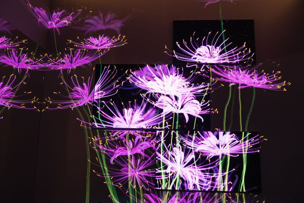 LG Eternal Floral Realm — exhibition view 3