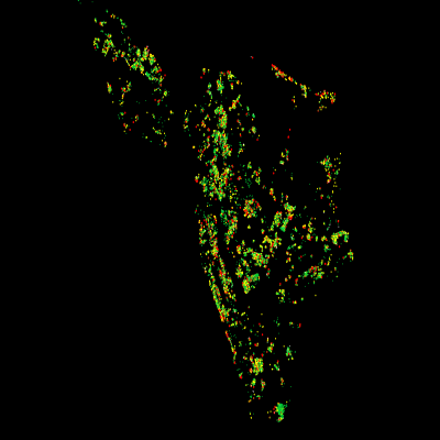 NewYork Tree Dataset