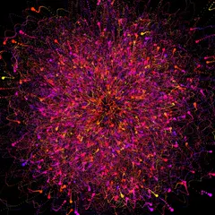 Flower Explode