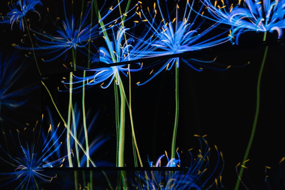 LG Eternal Floral Realm — exhibition view 2