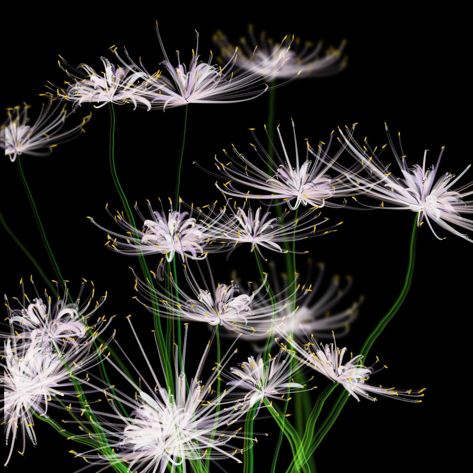 The Flower of the Other Shore — work documentation