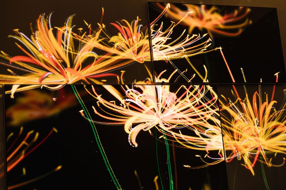 LG Eternal Floral Realm — exhibition view 9
