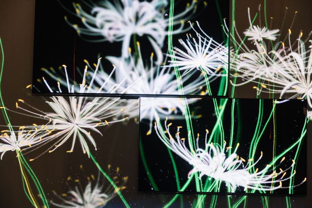 LG Eternal Floral Realm — exhibition view 5