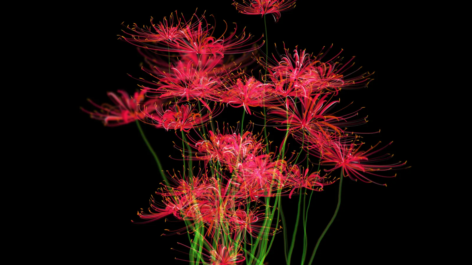 The Flower of the Other Shore — work documentation