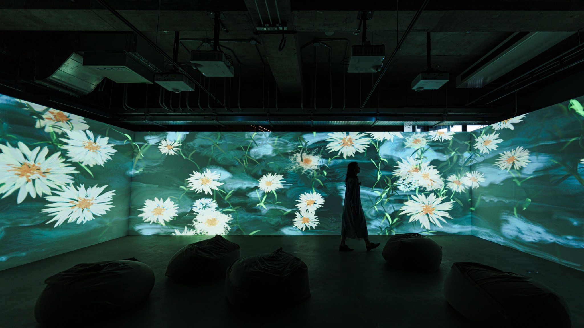 White daisies across the curved wall with a single visitor at the centre