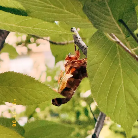 Nymph